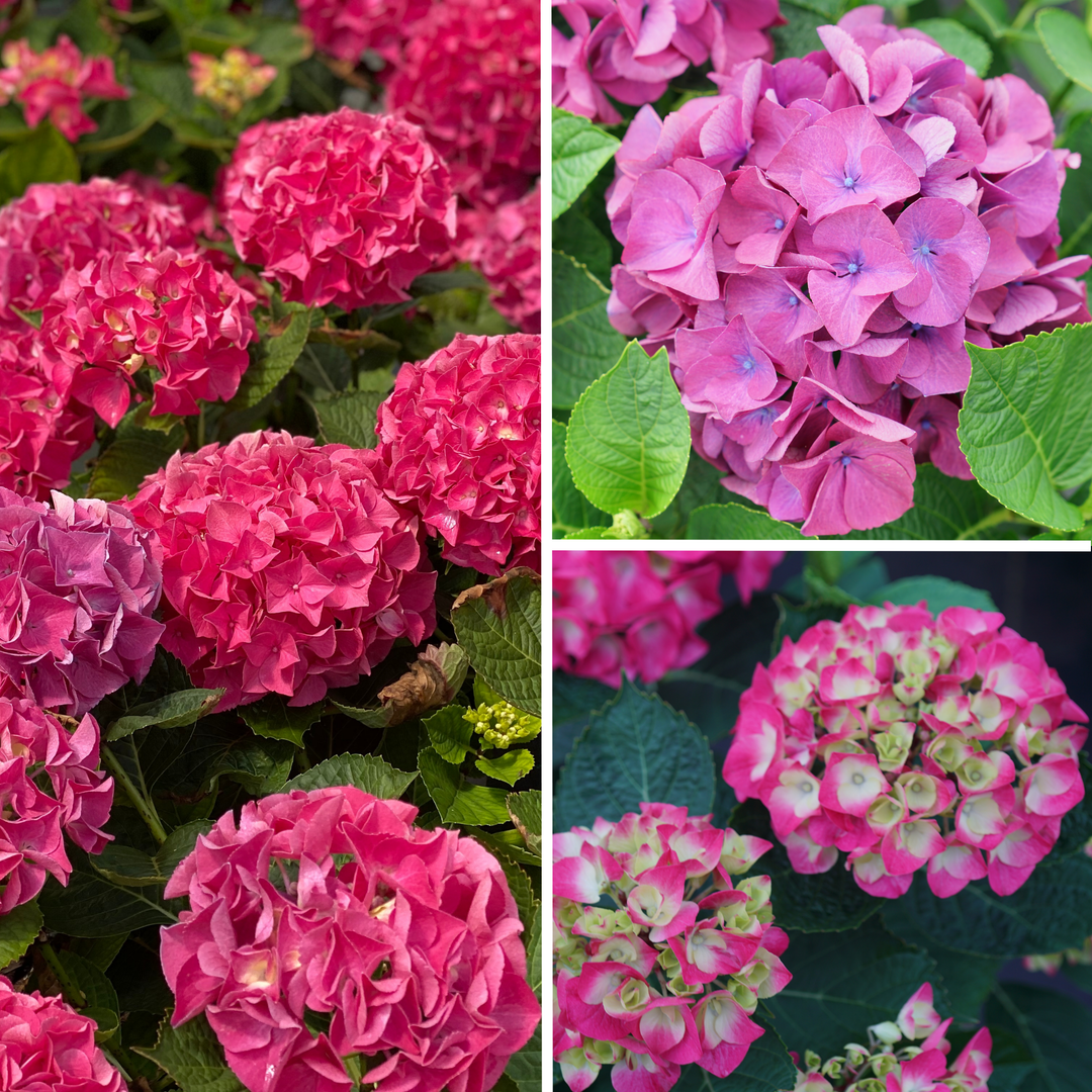 Bigleaf Hydrangea | Wee Bit Giddy® | Proven Winners® Shrubs