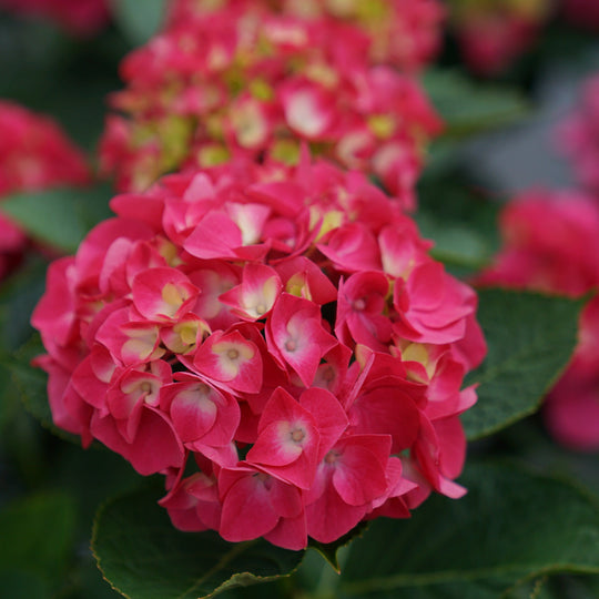 Wee Bit Giddy® Bigleaf Hydrangea (macrophylla)