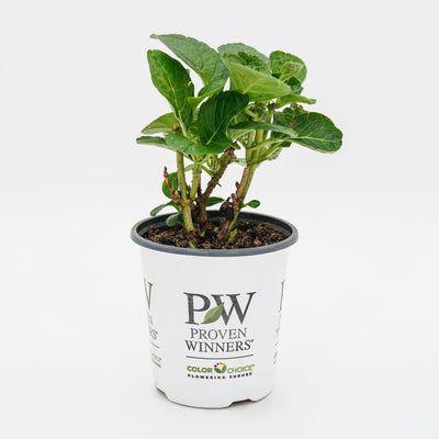 Wee Bit Giddy® Bigleaf Hydrangea (macrophylla)