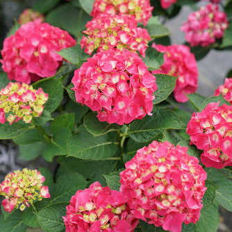 Wee Bit Giddy Wee Bit Giddy Bigleaf Hydrangea in focus.