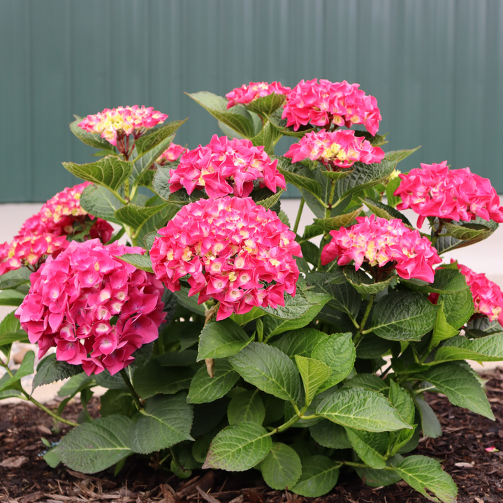Wee Bit Giddy® Bigleaf Hydrangea (macrophylla)
