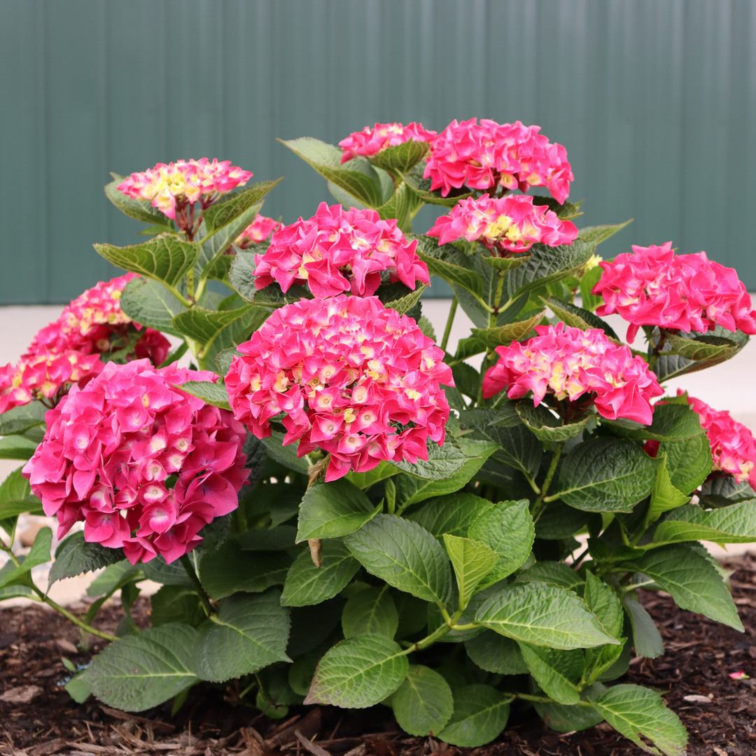 Bigleaf Hydrangea | Wee Bit Giddy® | Proven Winners® Shrubs