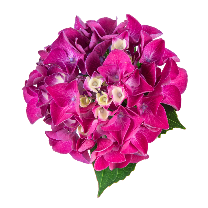 Bigleaf Hydrangea | Wee Bit Giddy® | Proven Winners® Shrubs