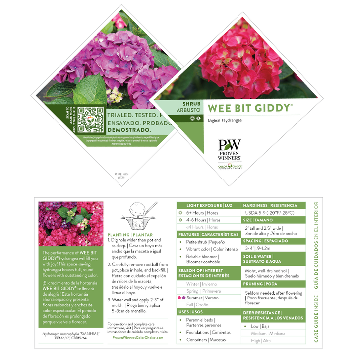 Wee Bit Giddy® Bigleaf Hydrangea (macrophylla)