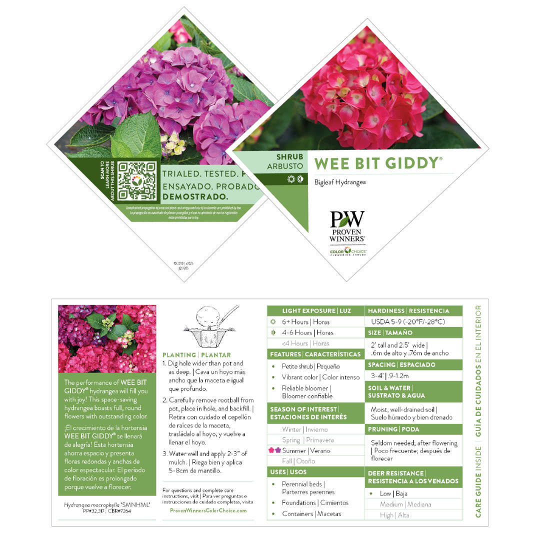 Bigleaf Hydrangea | Wee Bit Giddy® | Proven Winners® Shrubs