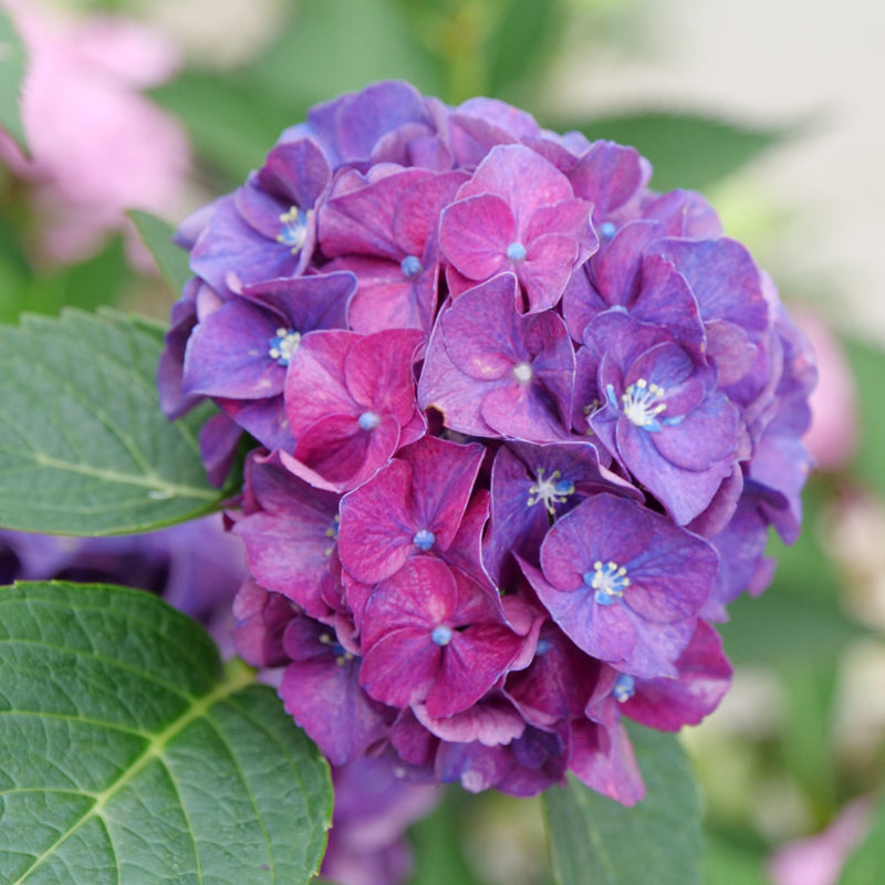 Wee Bit Grumpy Bigleaf Hydrangea up close.