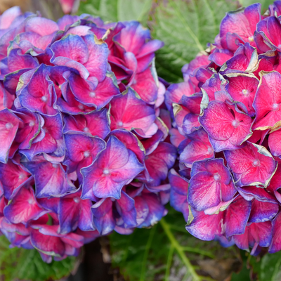 Wee Bit Grumpy Wee Bit Grumpy Bigleaf Hydrangea up close.