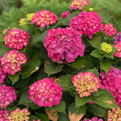 Wee Bit Grumpy Wee Bit Grumpy Bigleaf Hydrangea up close.