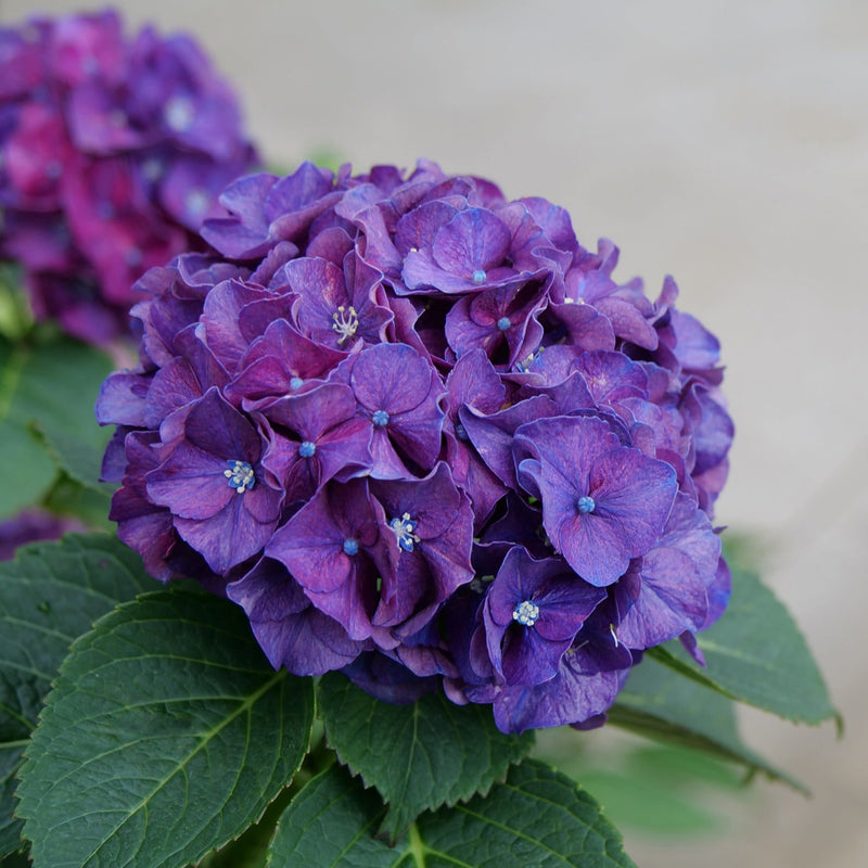 Wee Bit Grumpy Bigleaf Hydrangea up close.