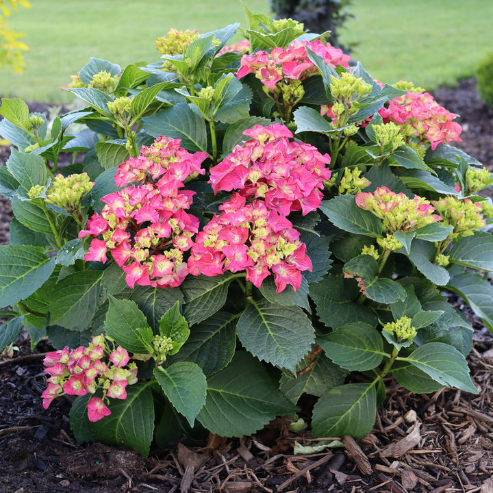 Bigleaf Hydrangea | Wee Bit Grumpy® | Proven Winners® Shrubs