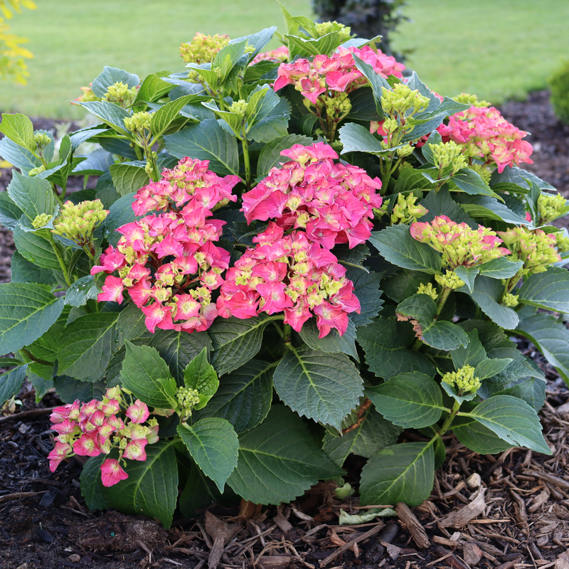 Wee Bit Grumpy Wee Bit Grumpy Bigleaf Hydrangea in focus.