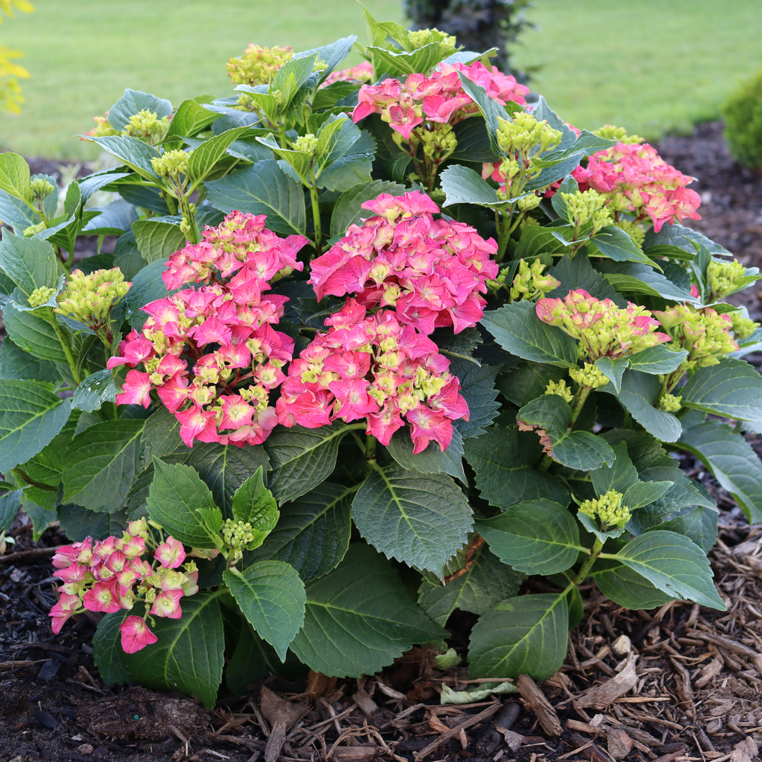 Bigleaf Hydrangea | Wee Bit Grumpy® | Proven Winners® Shrubs