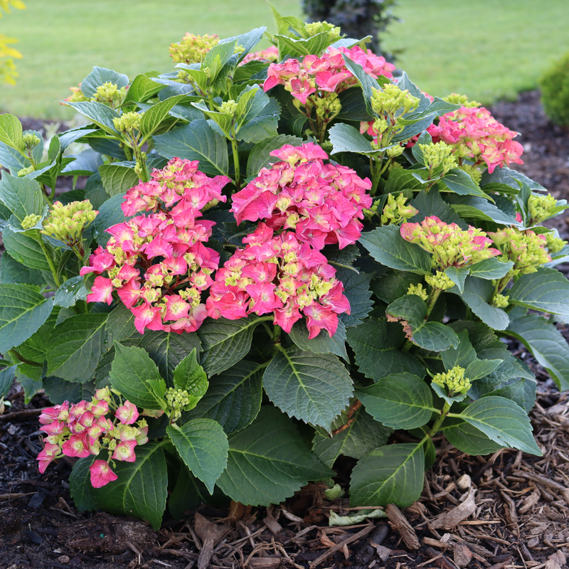Bigleaf Hydrangea | Wee Bit Grumpy® | Proven Winners® Shrubs – Proven ...