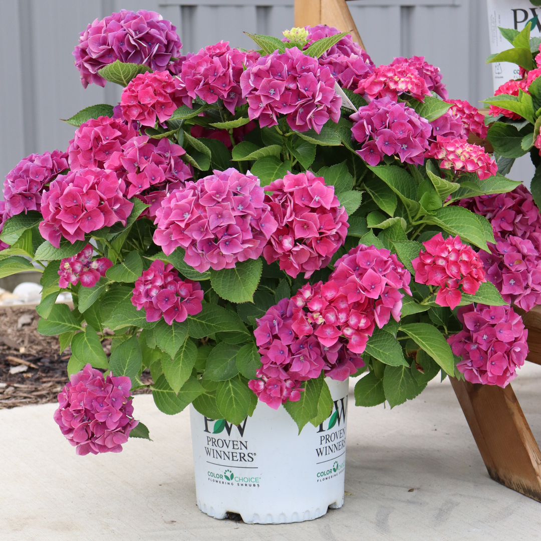 Bigleaf Hydrangea | Wee Bit Grumpy® | Proven Winners® Shrubs
