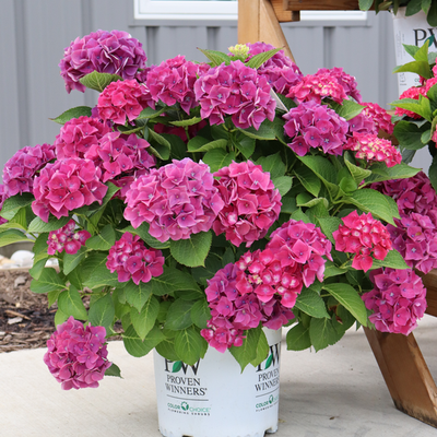 Wee Bit Grumpy Wee Bit Grumpy Bigleaf Hydrangea in use.