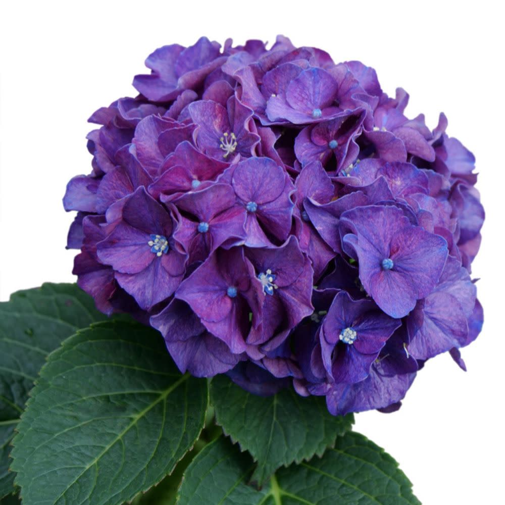 HYDPRC401-Macro-1.jpg?v=1763744415