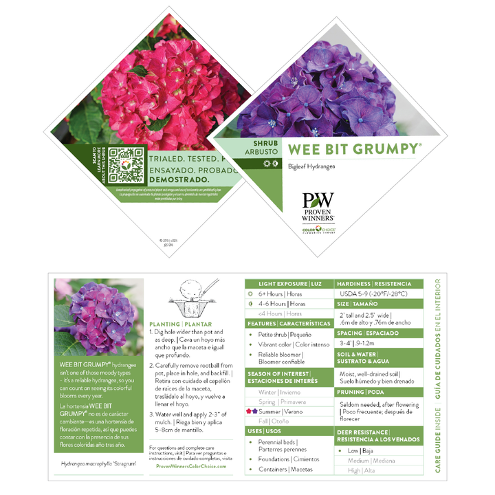 Bigleaf Hydrangea | Wee Bit Grumpy® | Proven Winners® Shrubs