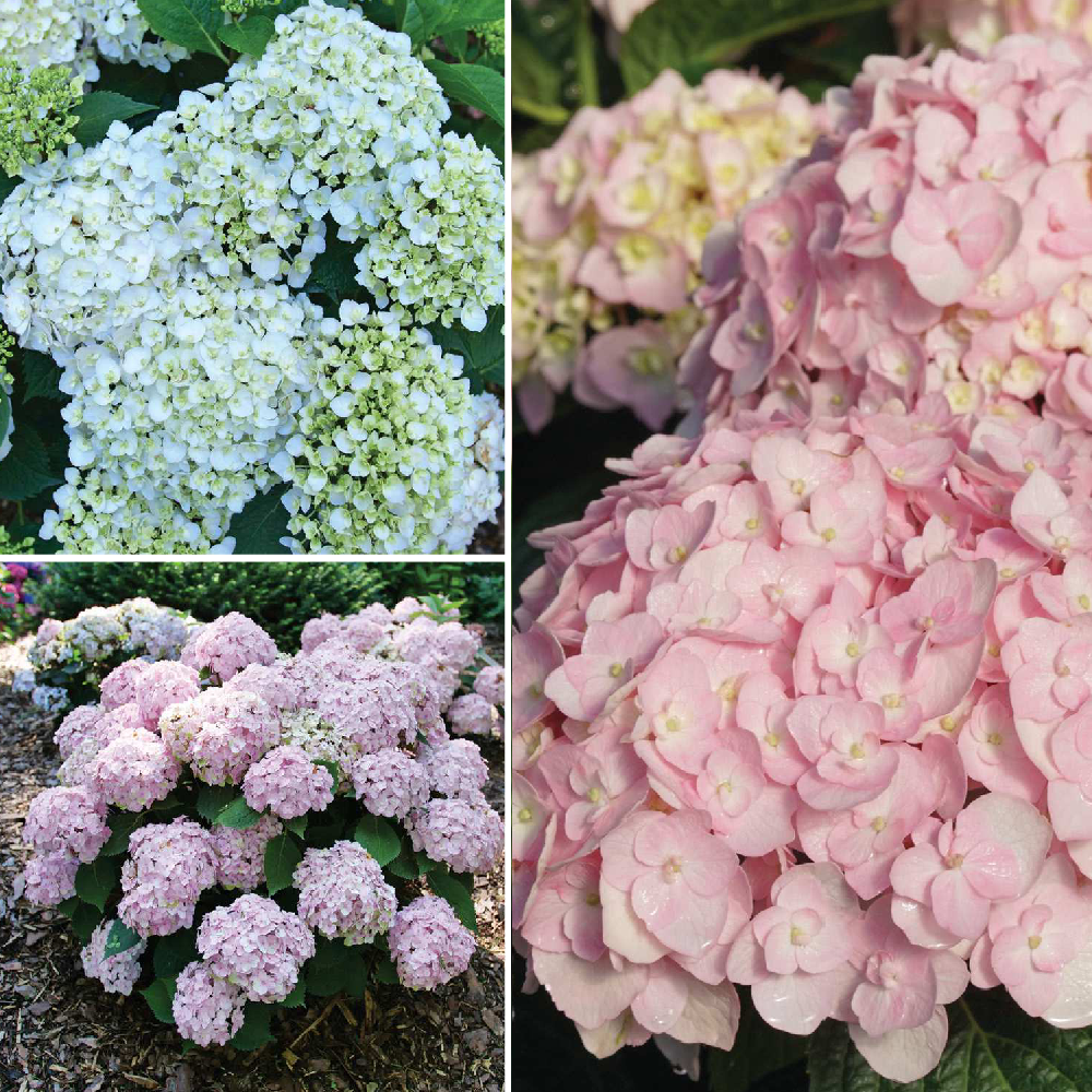 Bigleaf Hydrangea | Wee Bit Innocent™ | Proven Winners® Shrubs