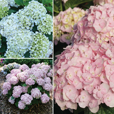 Wee Bit Innocent Bigleaf Hydrangea up close.