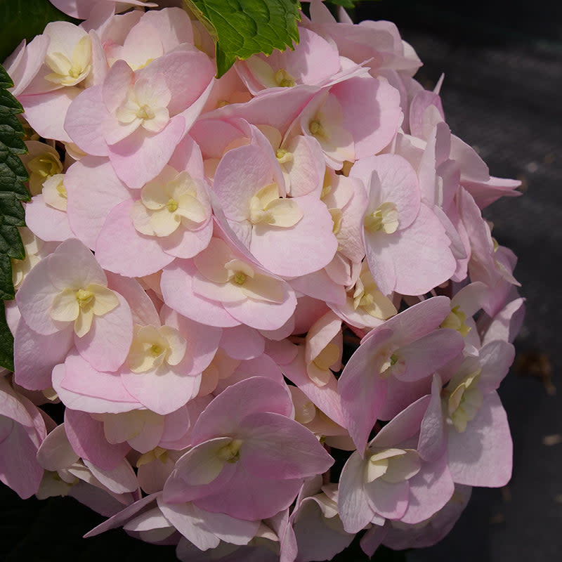 Bigleaf Hydrangea | Wee Bit Innocent™ | Proven Winners® Shrubs