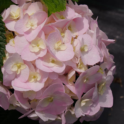 Wee Bit Innocent Wee Bit Innocent Bigleaf Hydrangea up close.