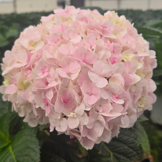 Wee Bit Innocent® Bigleaf Hydrangea (macrophylla)