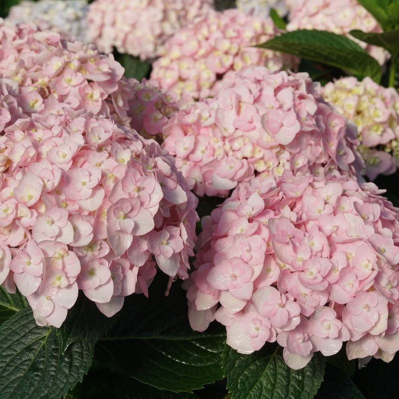 Wee Bit Innocent Bigleaf Hydrangea up close.