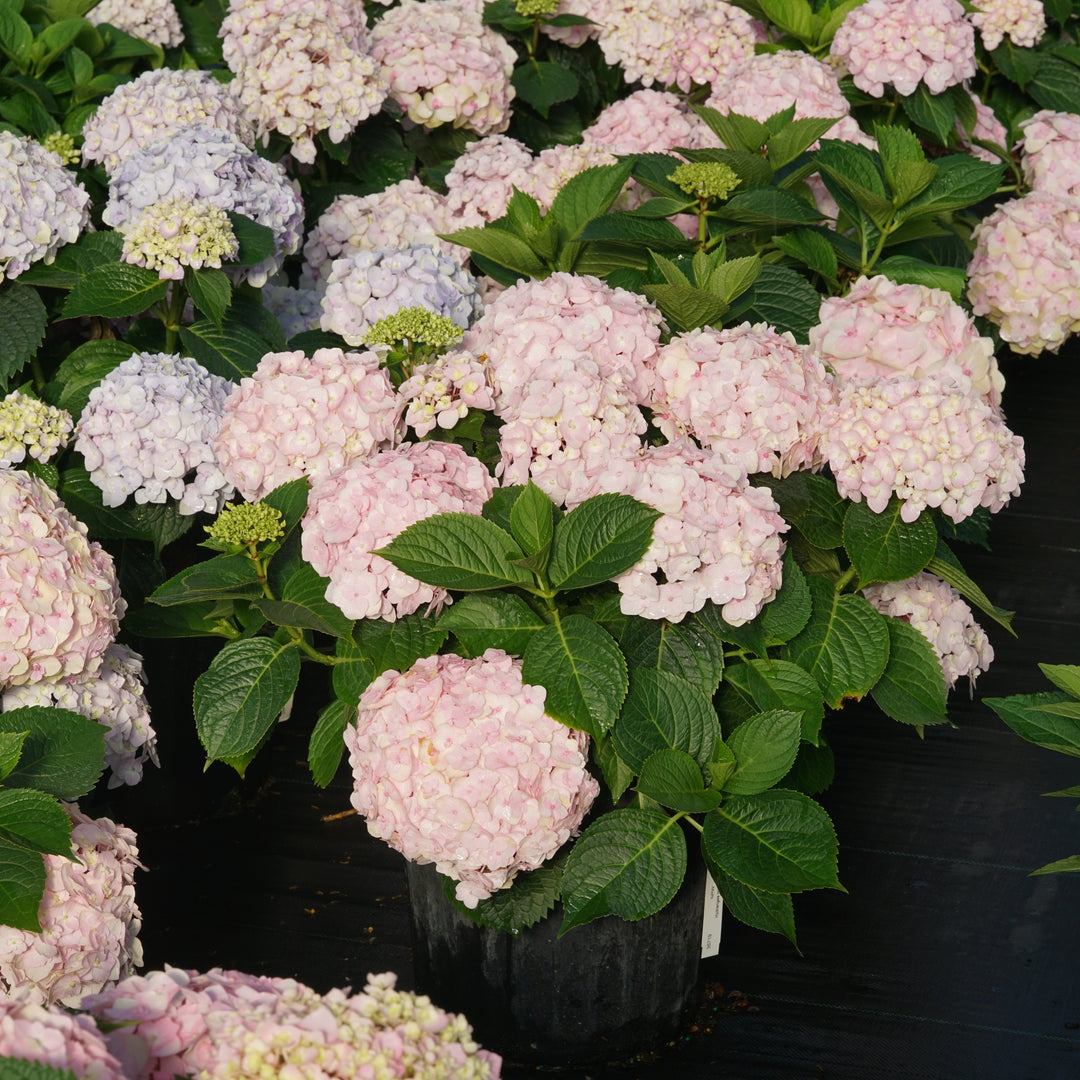Bigleaf Hydrangea | Wee Bit Innocent™ | Proven Winners® Shrubs