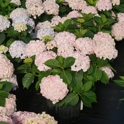 Wee Bit Innocent Bigleaf Hydrangea in use.