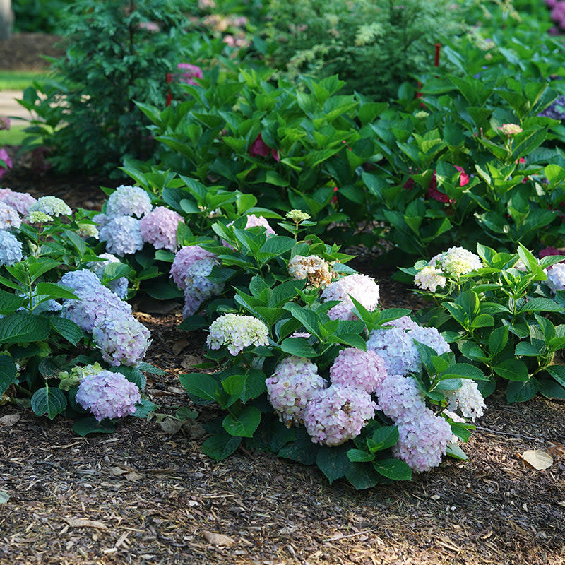 Wee Bit Innocent Wee Bit Innocent Bigleaf Hydrangea in focus.