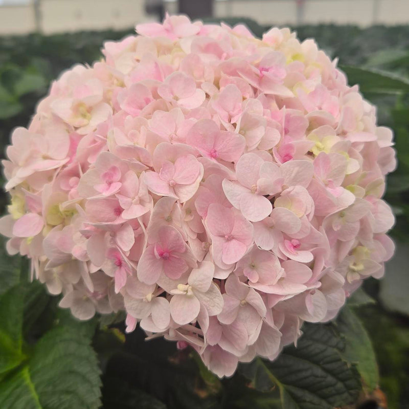 Wee Bit Innocent Wee Bit Innocent Bigleaf Hydrangea in use.