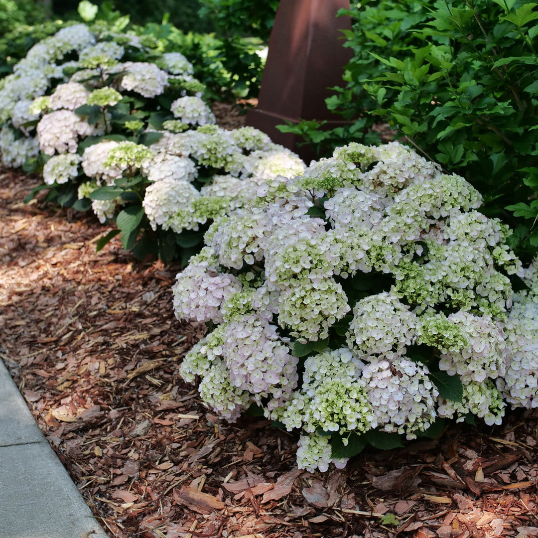 we plant a seed by sharon gordon Bigleaf Hydrangea | Wee Bit Innocent