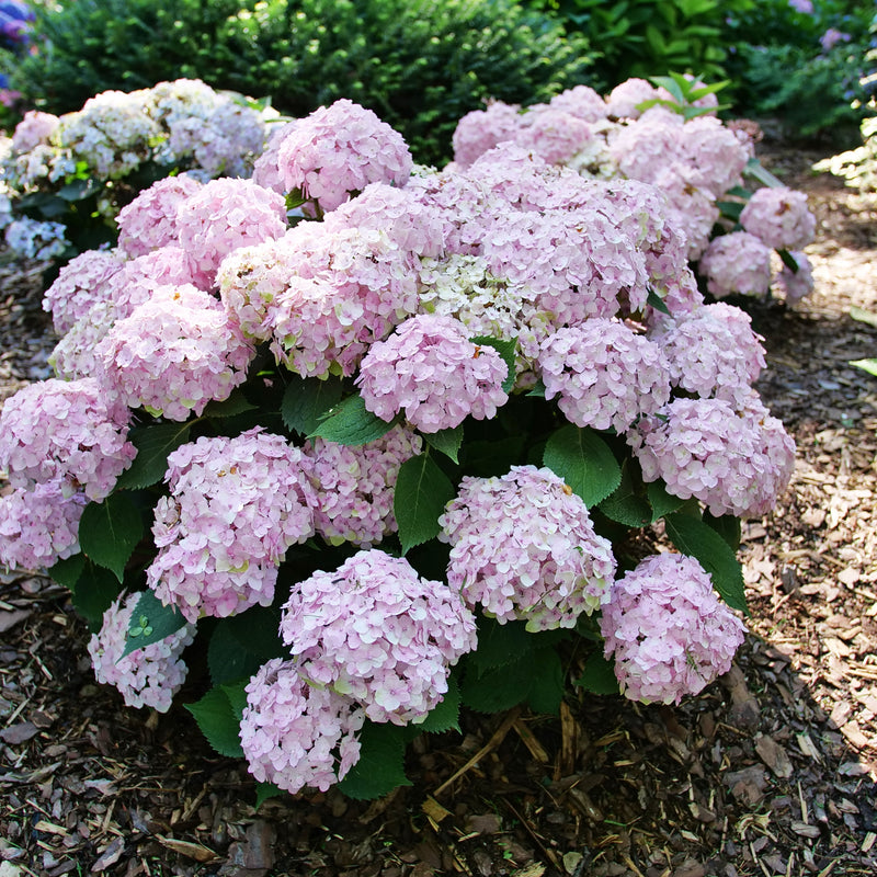 Wee Bit Innocent Bigleaf Hydrangea in use.