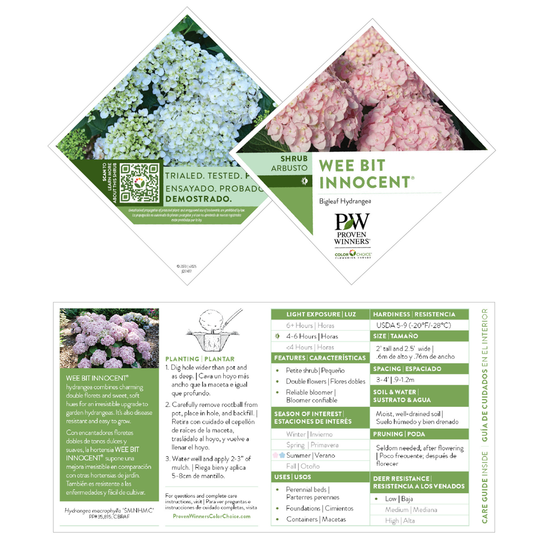 Bigleaf Hydrangea | Wee Bit Innocent® | Proven Winners® Shrubs