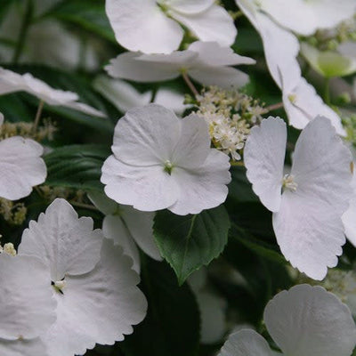 Fairytrail Bride Cascade Hydrangea up close.