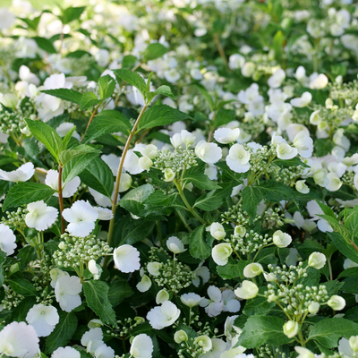 Fairytrail Bride Fairytrail Bride Cascade Hydrangea up close.