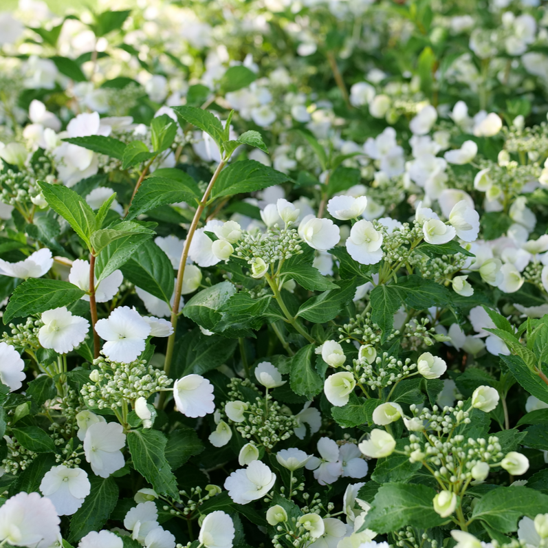 Fairytrail Bride Fairytrail Bride Cascade Hydrangea up close.