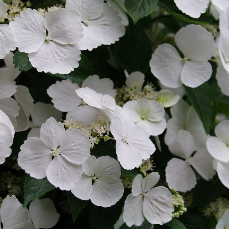 Fairytrail Bride Fairytrail Bride Cascade Hydrangea up close.