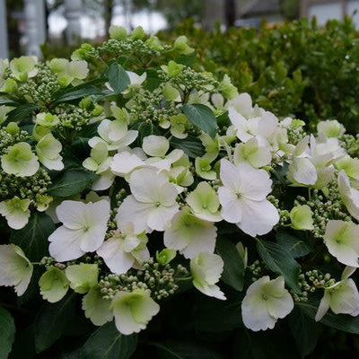 Fairytrail Bride Cascade Hydrangea up close.