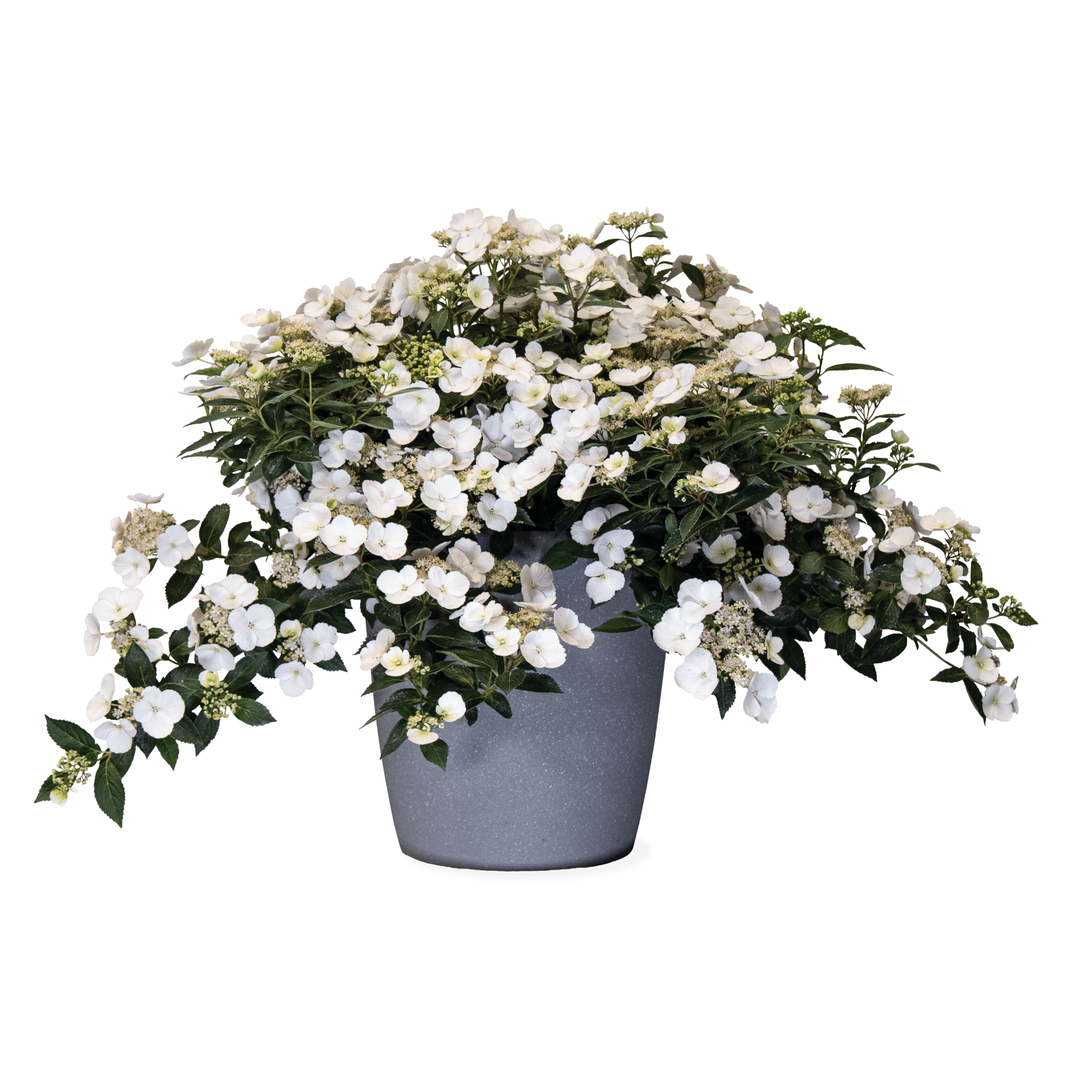 Cascade Hydrangea | Fairytrail Bride® | Proven Winners® Shrubs