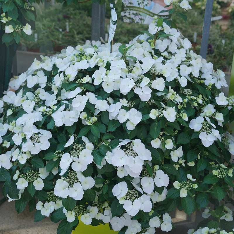 Fairytrail Bride Fairytrail Bride Cascade Hydrangea in focus.