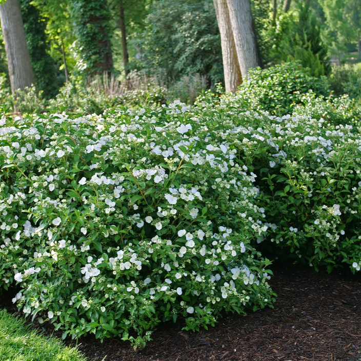 Fairytrail Bride Fairytrail Bride Cascade Hydrangea in focus.