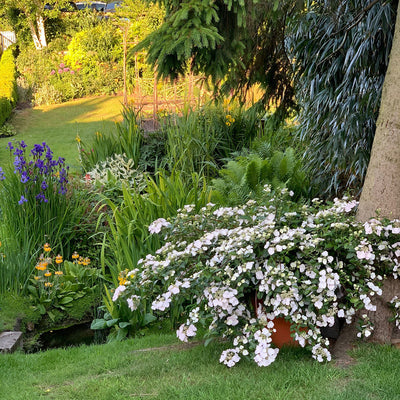 Fairytrail Bride Fairytrail Bride Cascade Hydrangea in use.