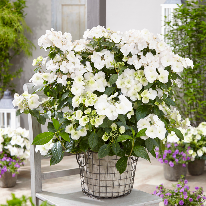 Cascade Hydrangea | Fairytrail Bride®
