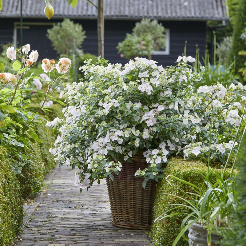 Fairytrail Bride Cascade Hydrangea in use.