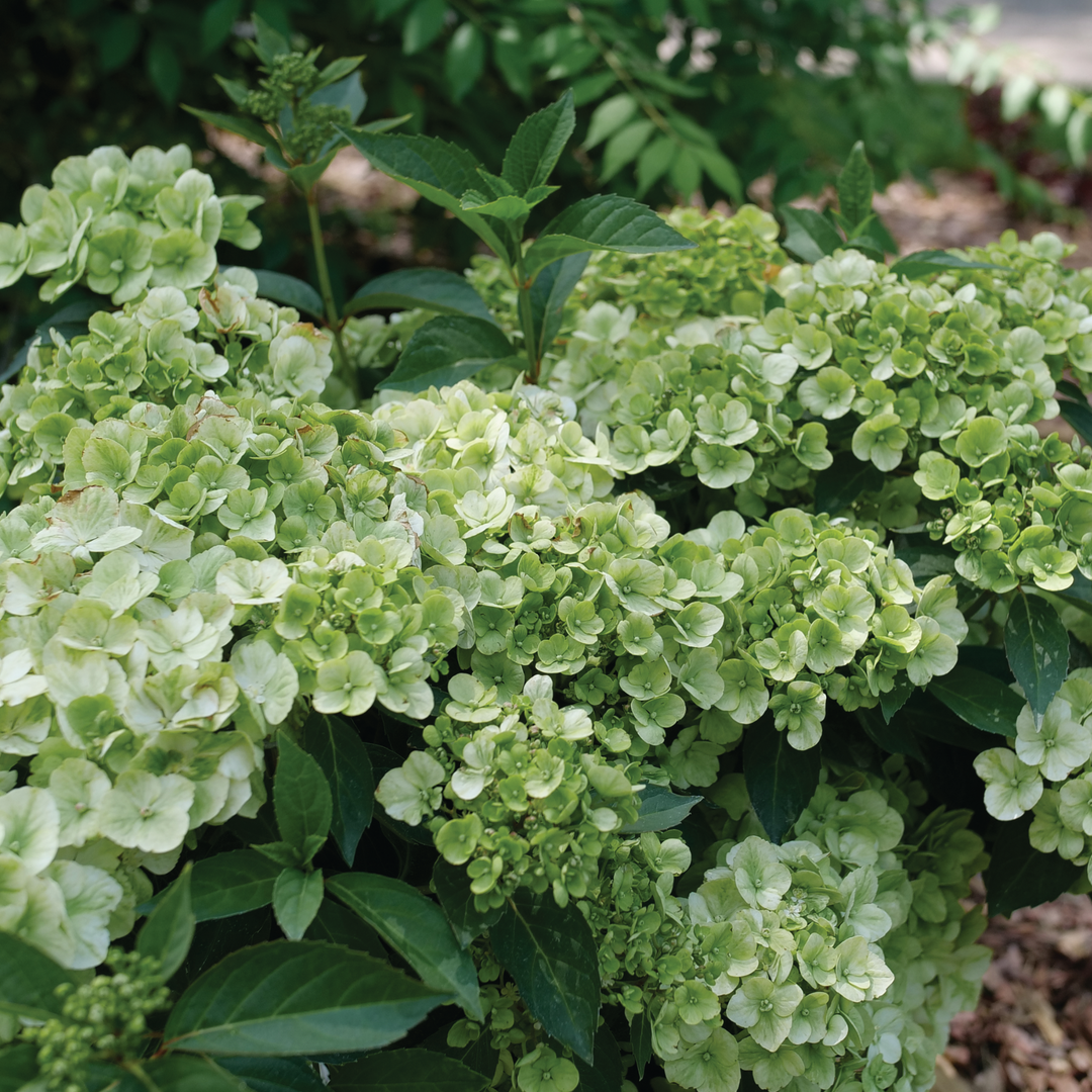 Cascade Hydrangea | Fairytrail® Green | Proven Winners® Shrubs Cascade Hydrangea | Fairytrail® Green | Proven Winners® Shrubs
