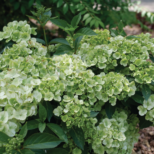 Fairytrail® Green Cascade Hydrangea