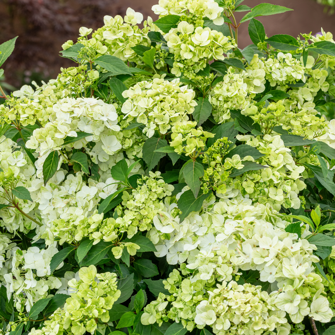 Cascade Hydrangea | Fairytrail® Green | Proven Winners® Shrubs