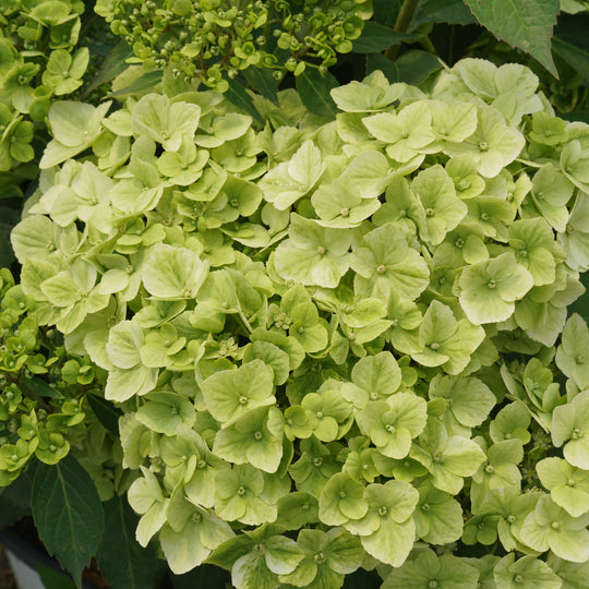 Fairytrail® Green Cascade Hydrangea