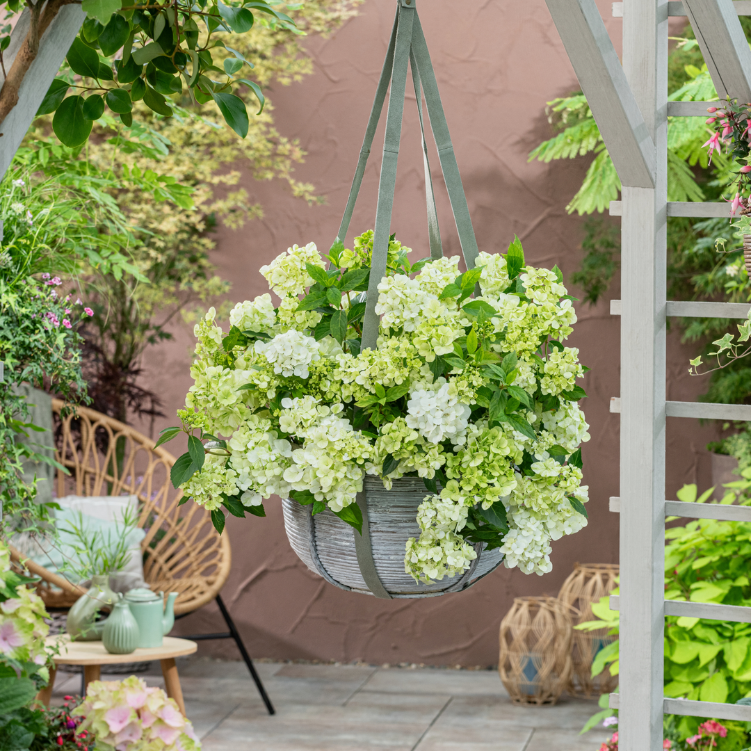 Cascade Hydrangea | Fairytrail® Green | Proven Winners® Shrubs